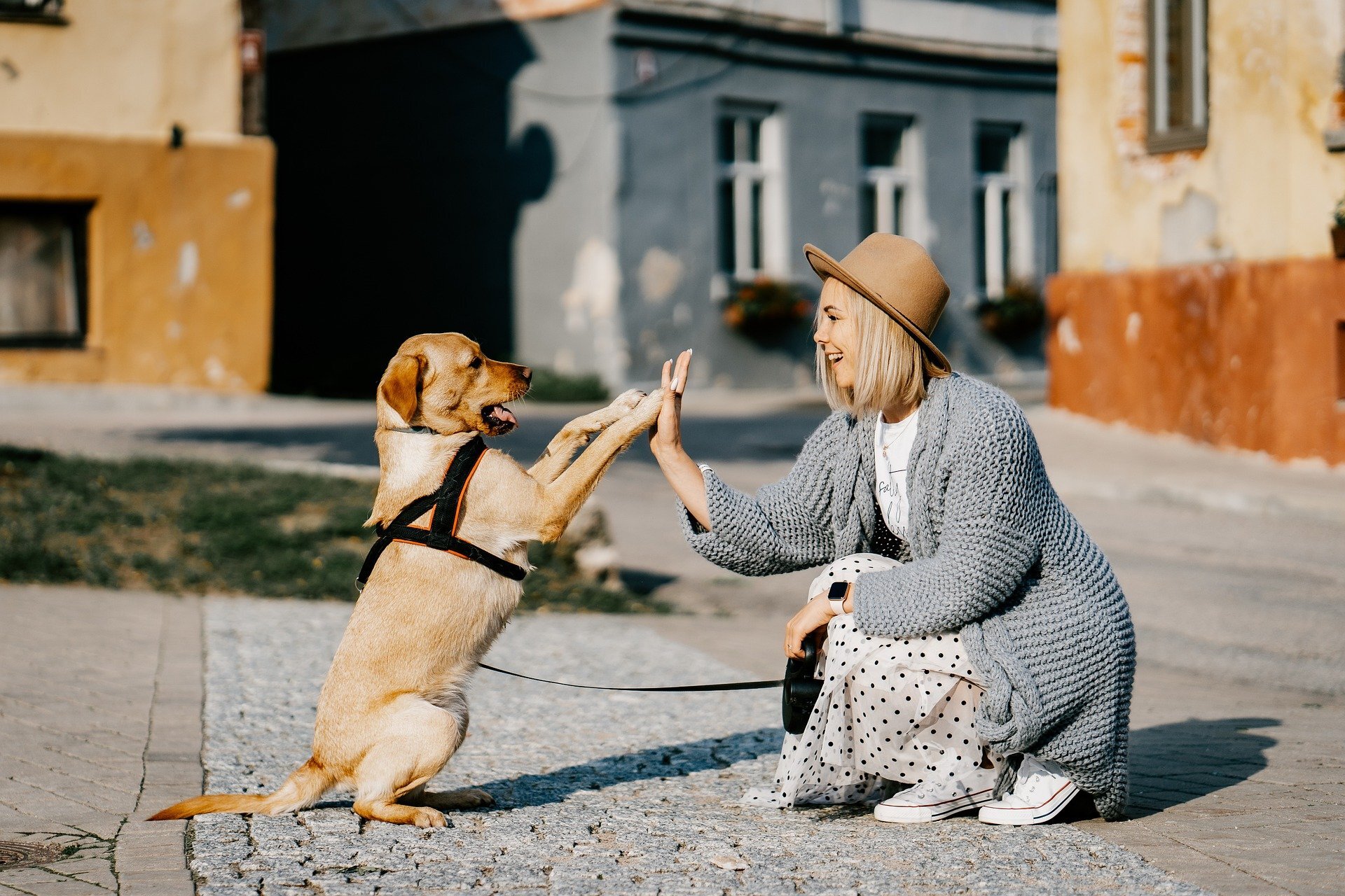 You are currently viewing 1 chien par famille, une bonne idée ?