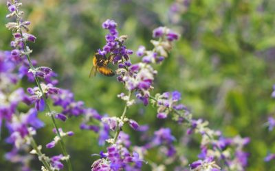 Les Belges de plus en plus préoccupés par la perte de biodiversité